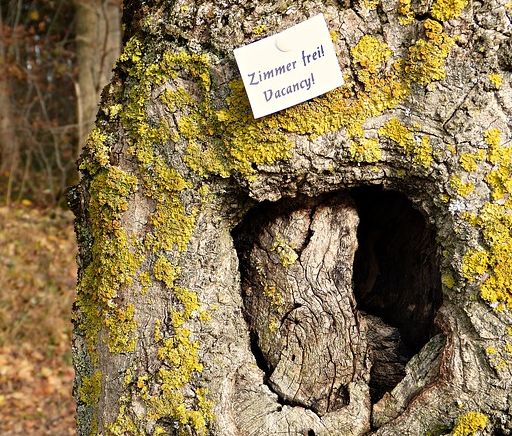 Foto Baum mit Vogelnest